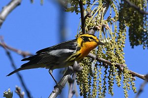 Warbler, Blackburnian, 2017-05166197 Parker River NWR, MA